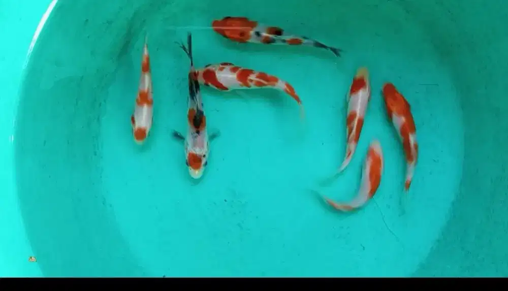 Dijual paket ikan koi 7 ekor bagus size-+10cm