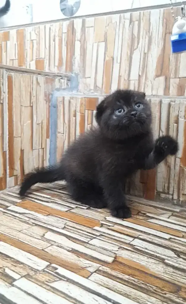 Kitten scottish fold