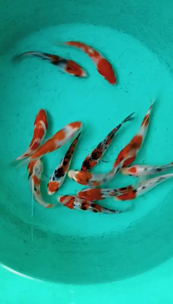 Dijual paket ikan koi 13 ekor size-+10ekor