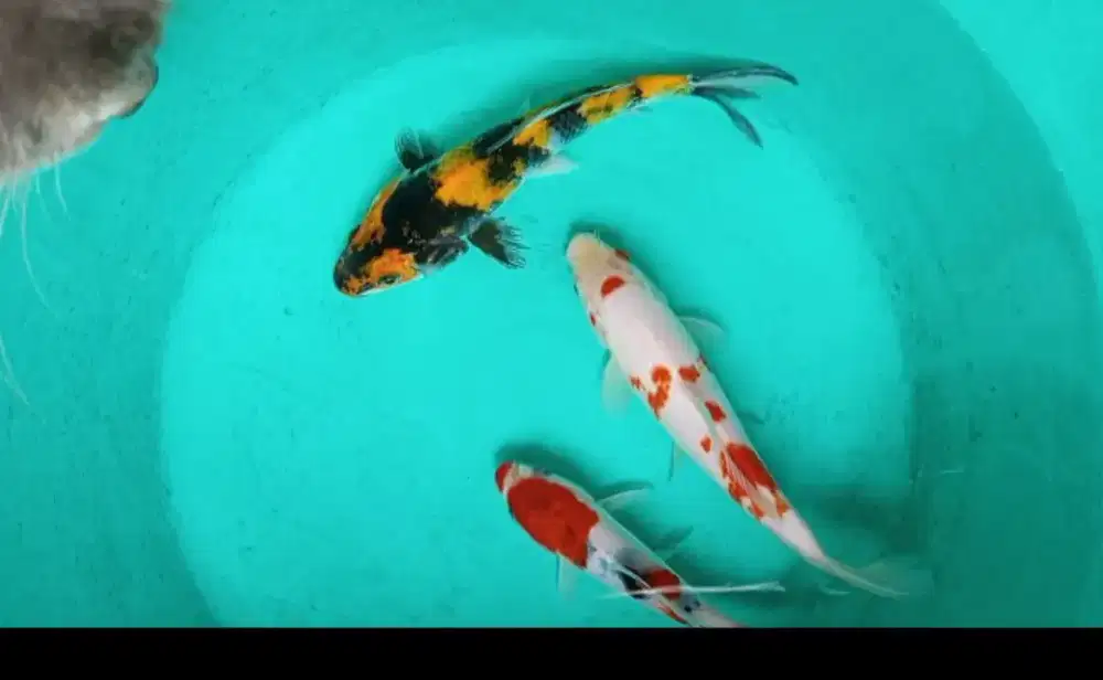 Jual paket ikan koi 3 ekor size-+13-15cm
