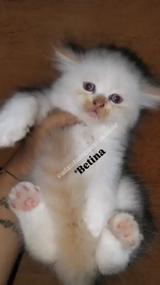 Persia Himalaya ragdol+bigbone longhair