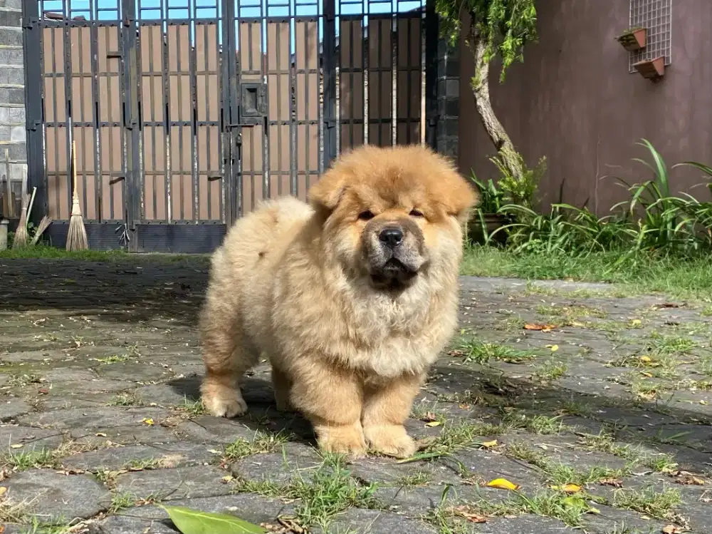 Chow Chow Jantan stamboom