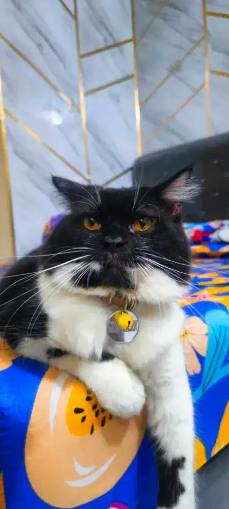 Persia medium jago kimpoy