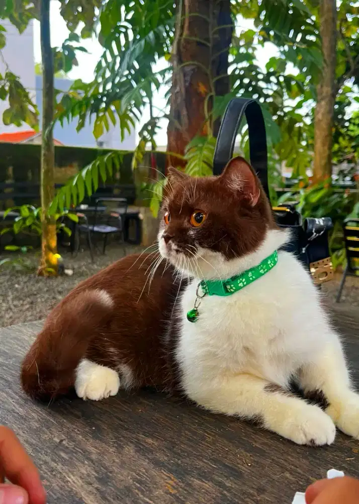 Kucing british shorthair bsh british short hair