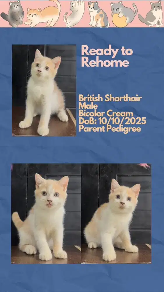 BSH British Shorthair Jantan