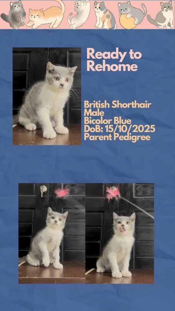 BSH British Shorthair Jantan