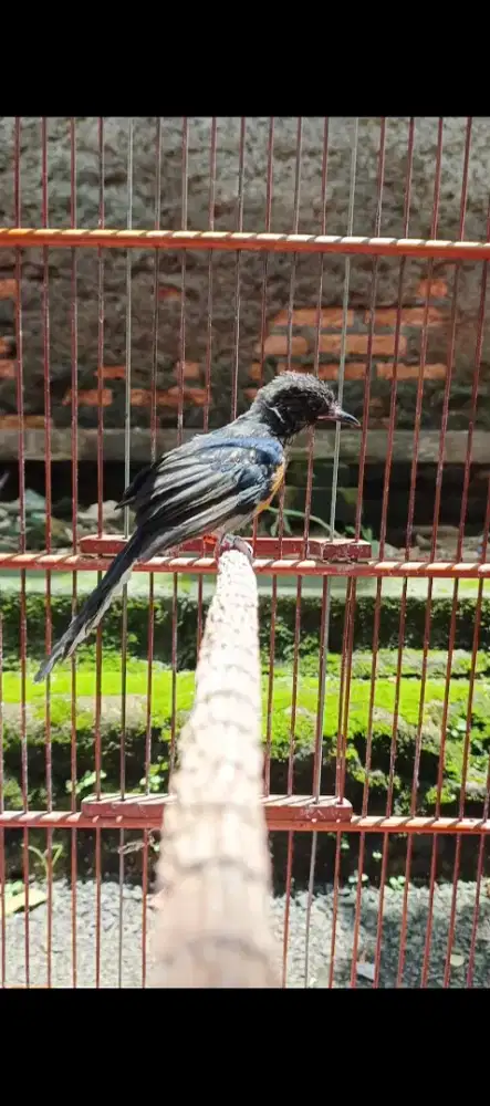 Trotol murai jantan super