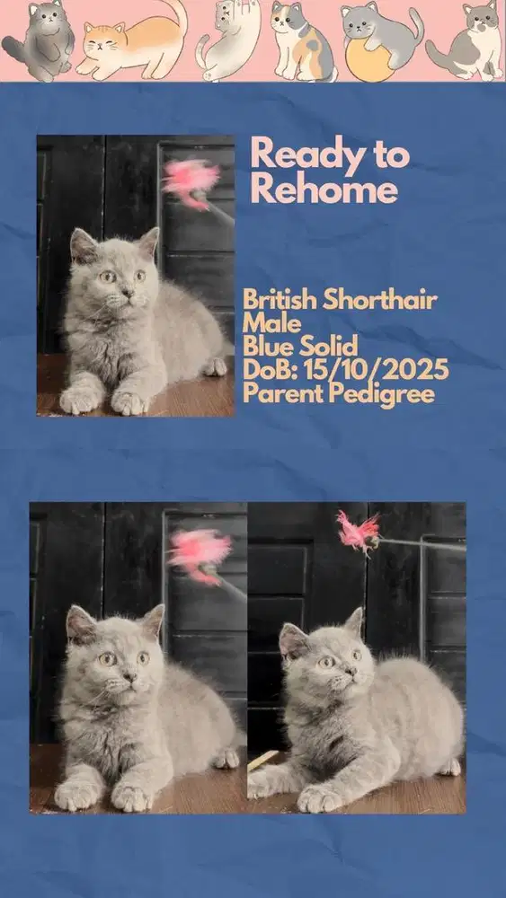 BSH British Shorthair Jantan