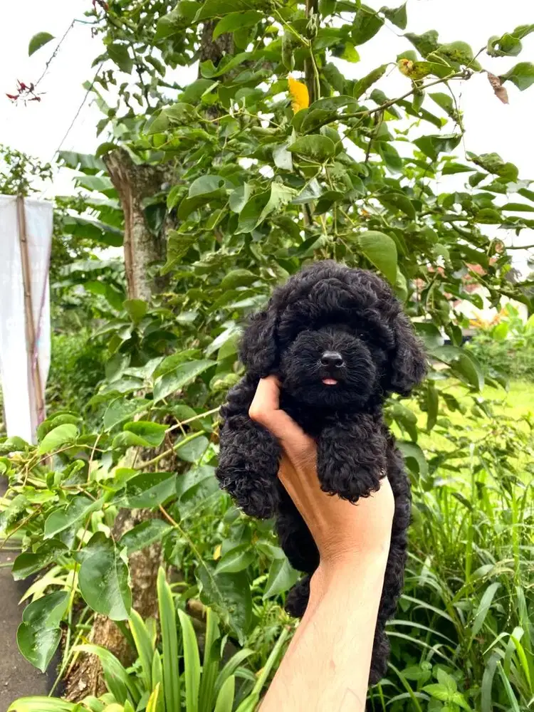 tiny poodle jantan