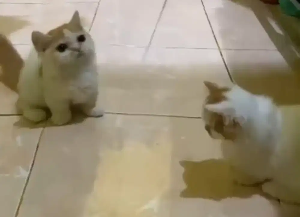 Munchkin super cebol Betina