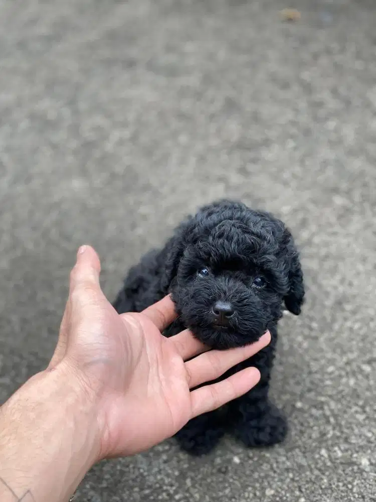 tiny poodle jantan