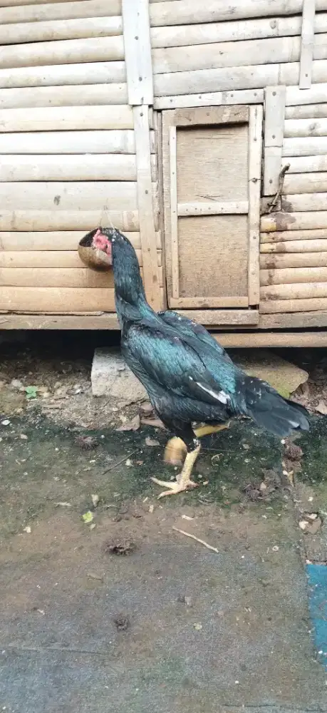 Ayam biang pahkoy