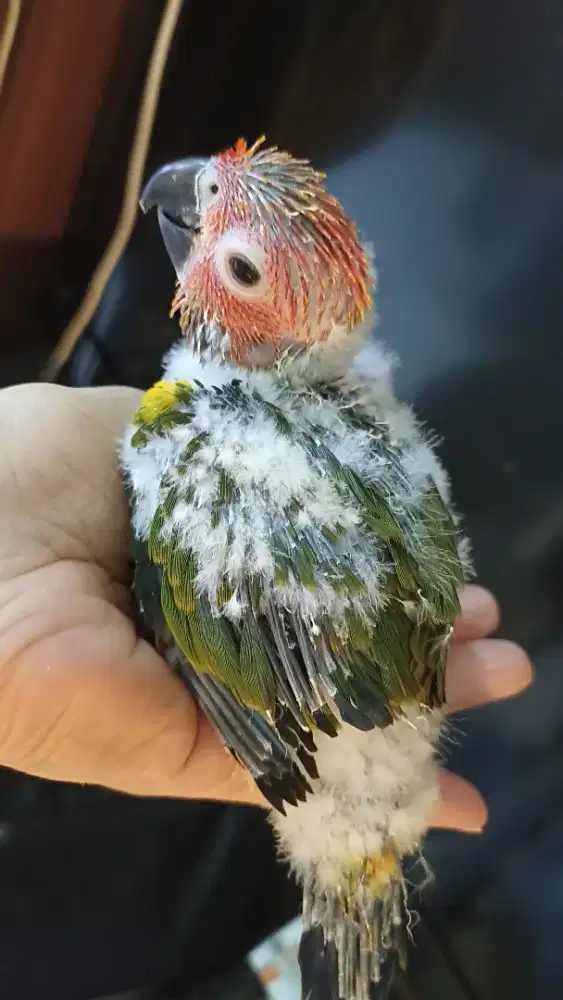 Anakan Sun Conure