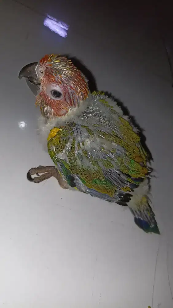 Baby sun conure