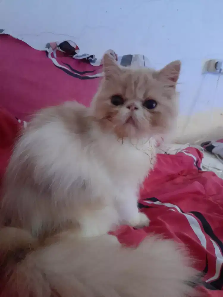 Persian Long hair JANTAN