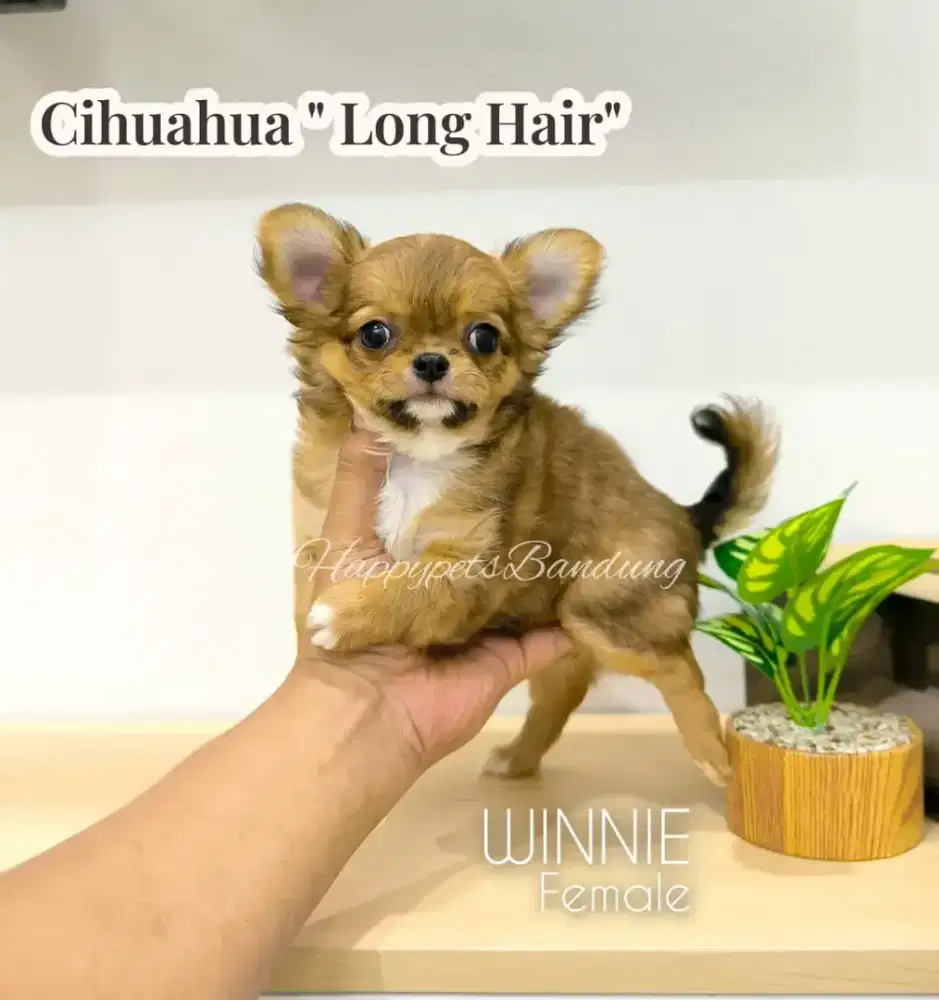 Cihuahua apple head Longhair ( betina )