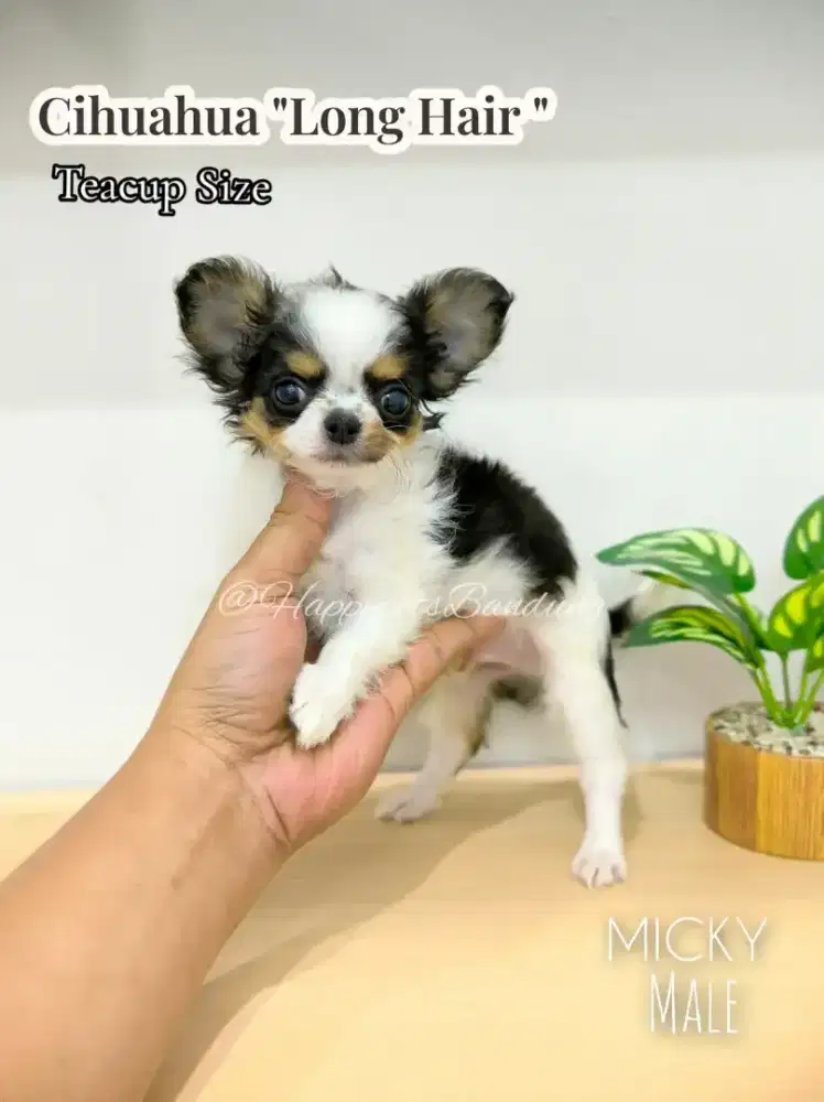 Cihuahua apple head longhair ( jantan )