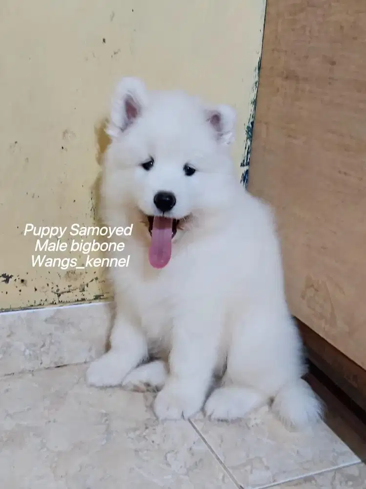 Di jual puppy samoyed