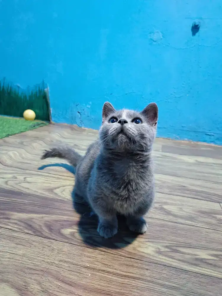 MUNCHKIN BSH BLUE SOLID JANTAN