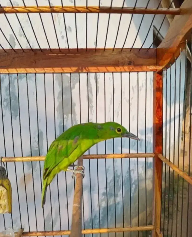 Trucuk Jatim Banyuwangi Trotol Jantan Badan Gede Lengkung Prospekan