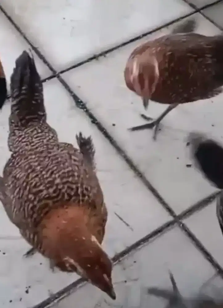 AYAM KETAWA TYPE SLOW SEJODOH TRAH JUARA