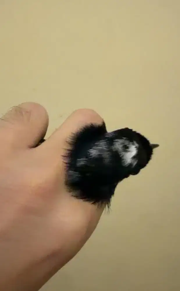 murai batu jantan siapan BLOROK EXTREAM DADA PUTIH TRAH SPLIT PANDA