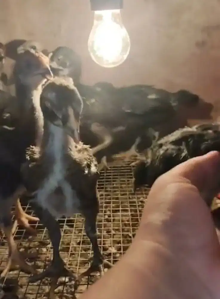 Ayam kampung kub usia 23 hari