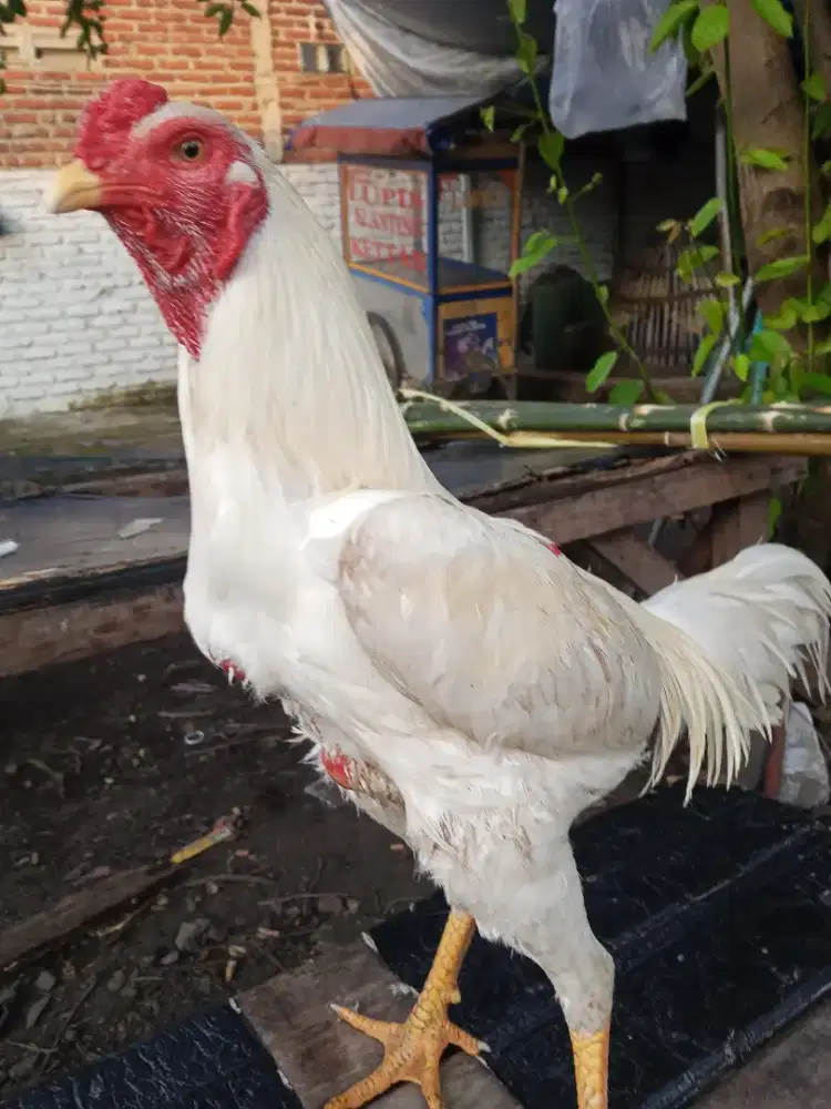 Ayam Bangkok 2D (plucker USA x khoyngon)RJF