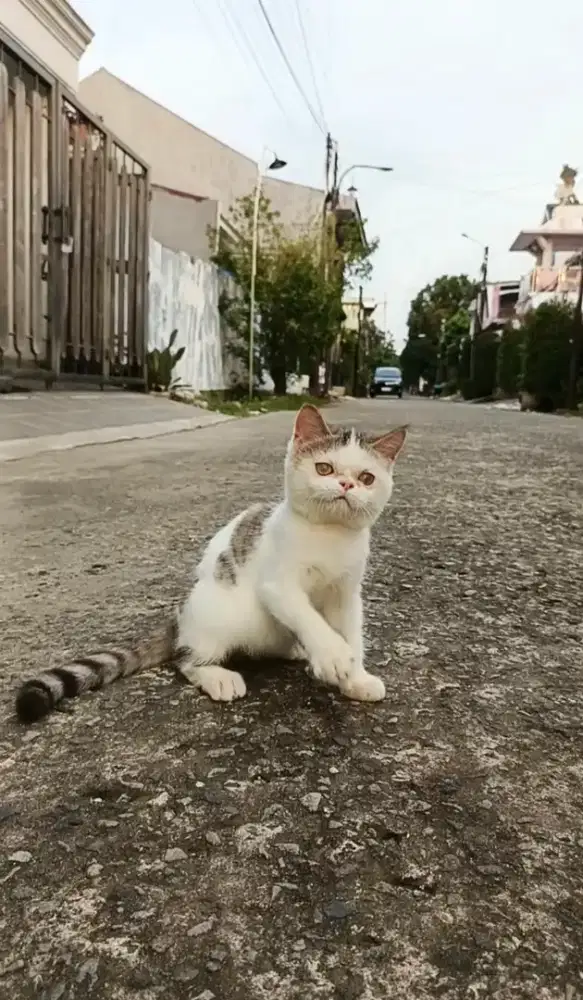 Exotic Shorthair kitten lucu gembul