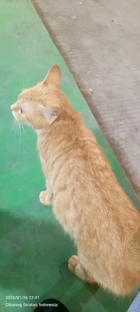 Lowongan kerja lapak seafood