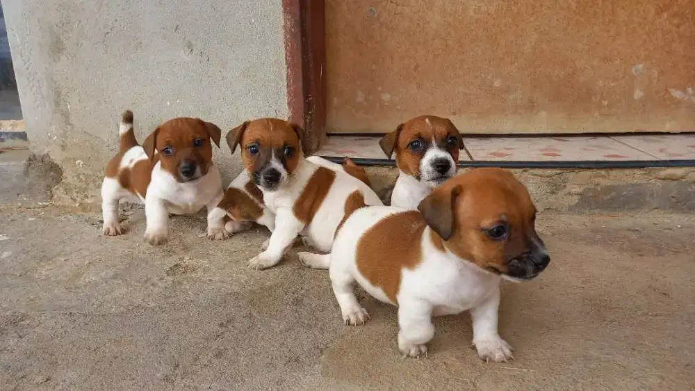 JUAL ANJING JACK RUSSELL PUPPY