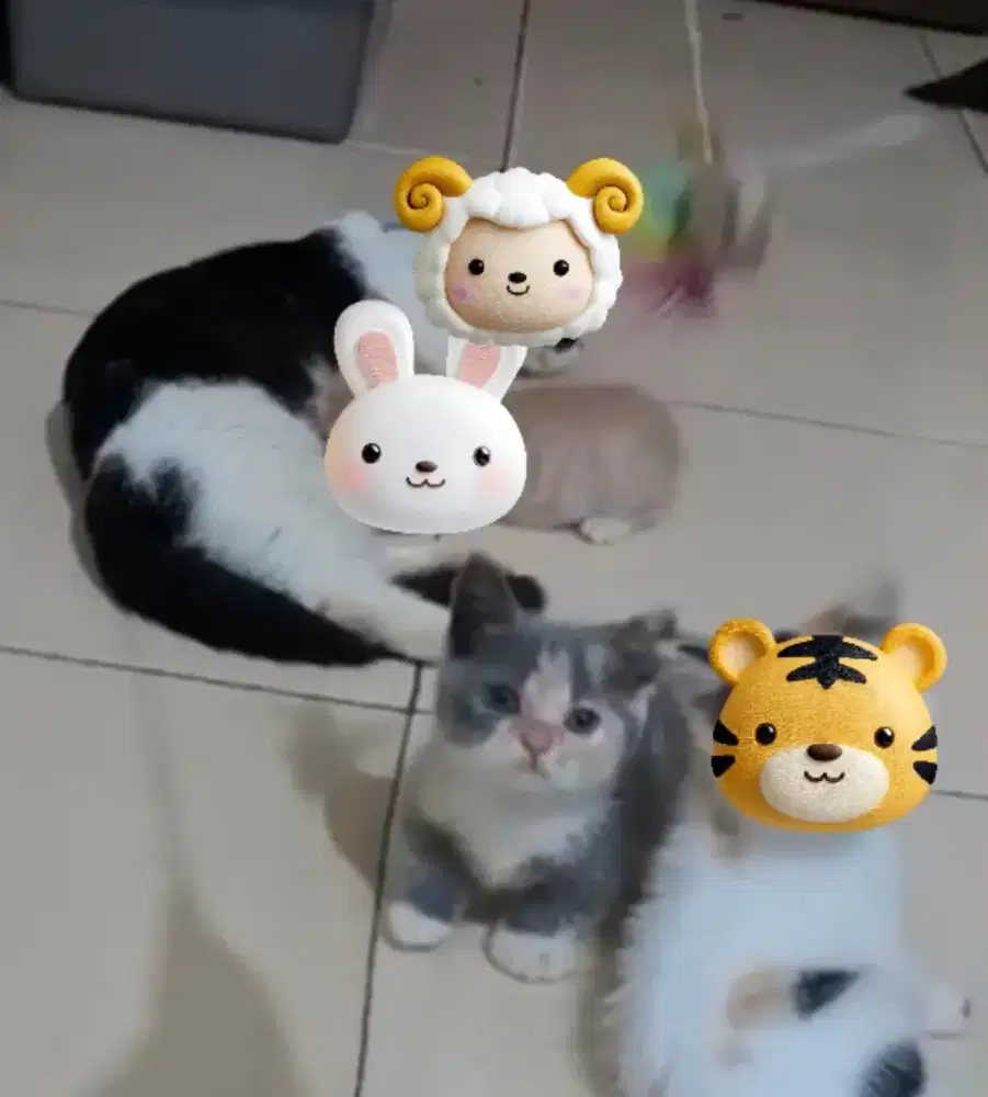 Munchkin BSH Calico Dilute