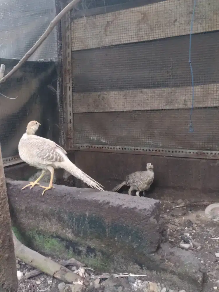 Ayam hias yellow pheasant atau ayam hutan tibet