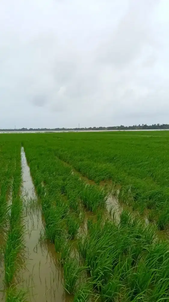 Di jual tanah sawah Rp 60.000/meter