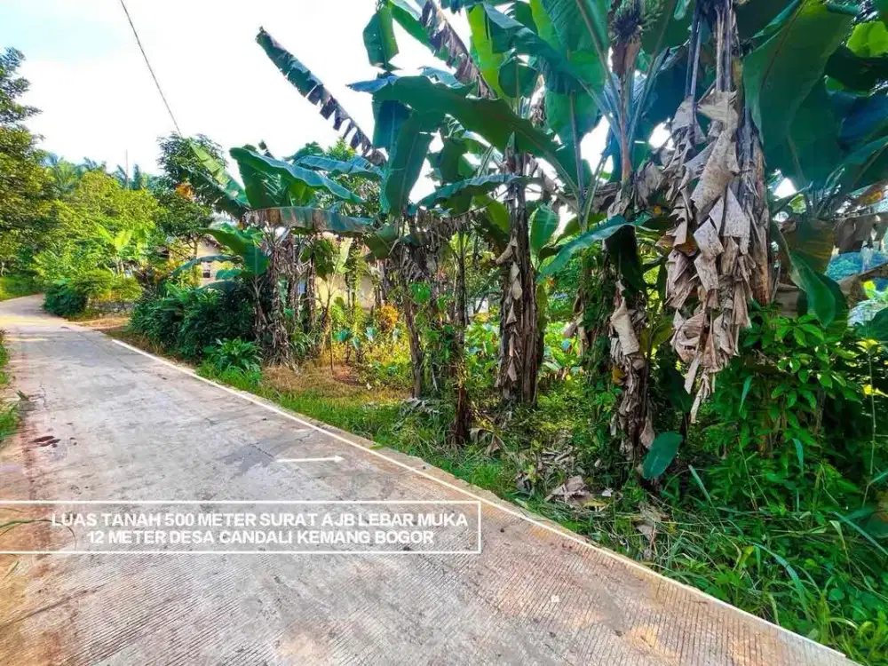 TANAH MURAH DIDESA CANDALI KEMANG BOGOR