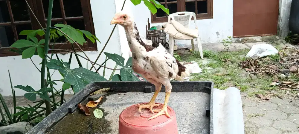 Anakan Ayam Ekor Lidi