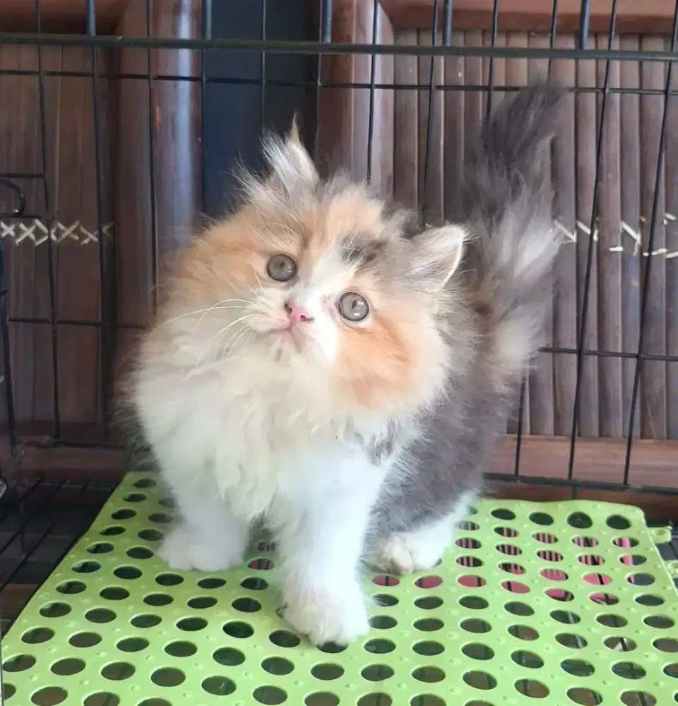 Anak kucing anggora/kitten persia flatnose /kucing persia jantan