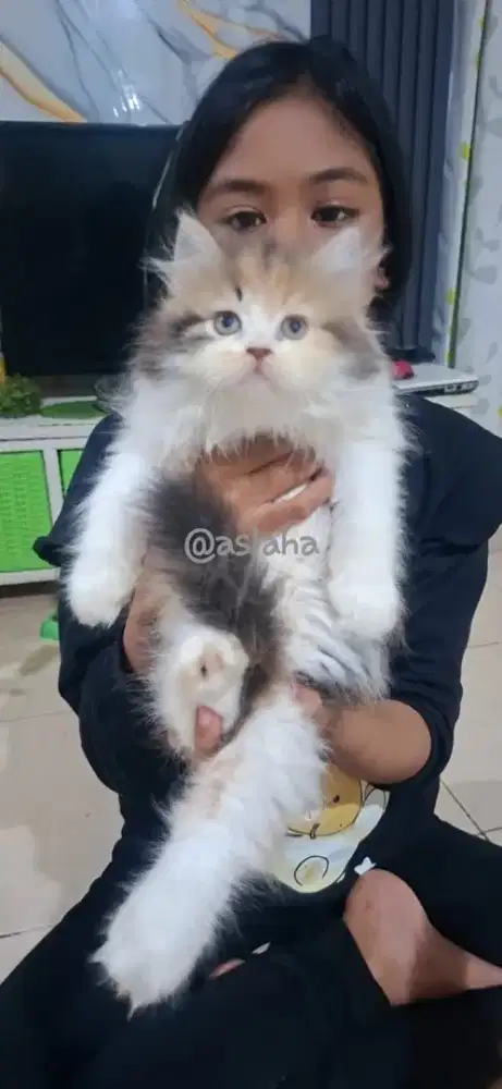 Kucing persia betina/kitten persia flatnose /anakan kucing anggora