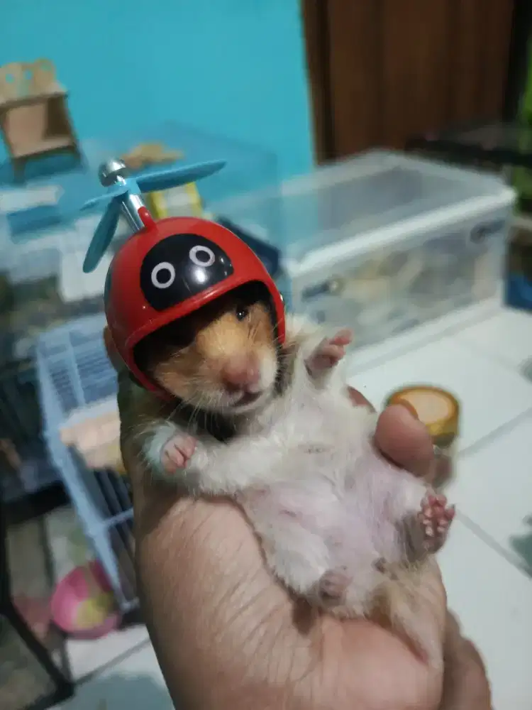 Jual Hamster lucu