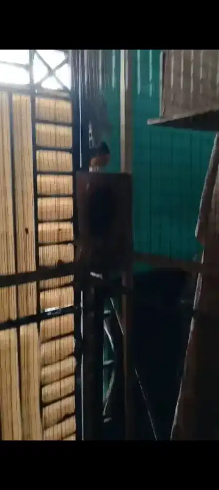 Kandang ternak poligami untuk murai