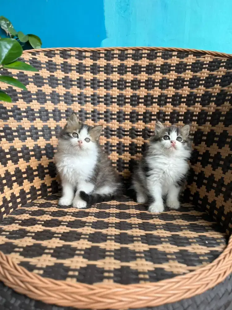 Kucing kitten persia jantan & betina