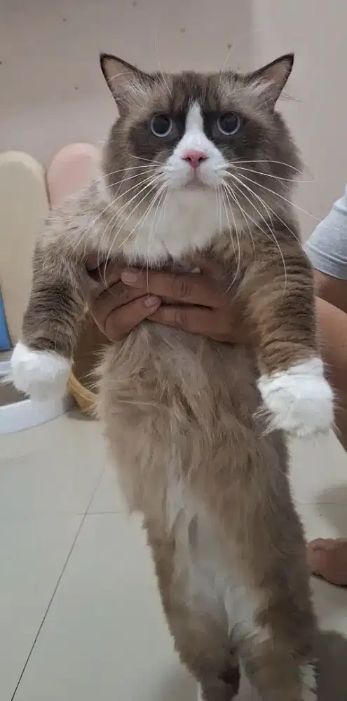 Kucing ragdoll bicollor cinammon
