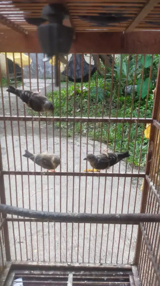 Burung siskin betina tiga ekor