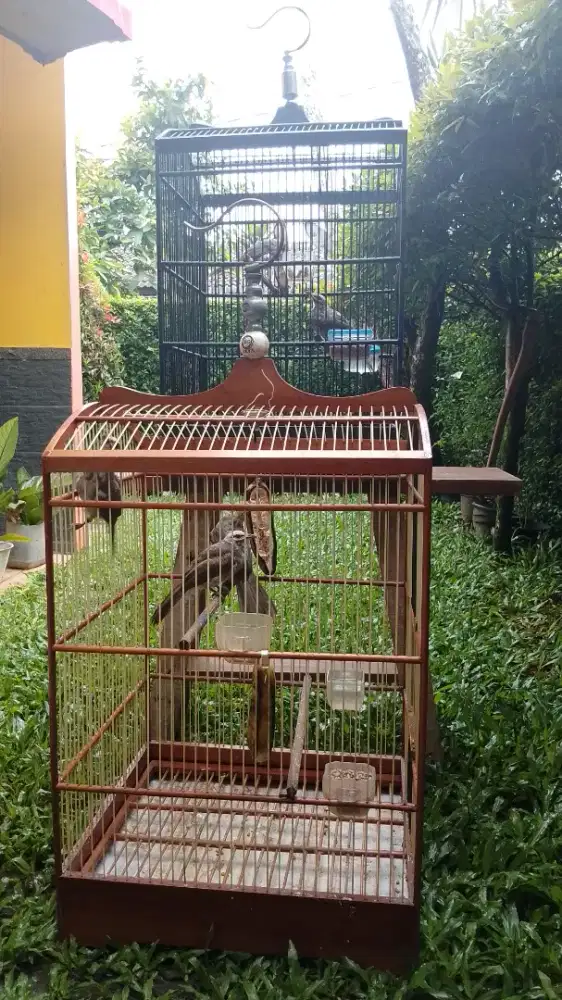 Cucak Rowo Anakan Mandiri Tunggalan dan Pasangan Sesarang