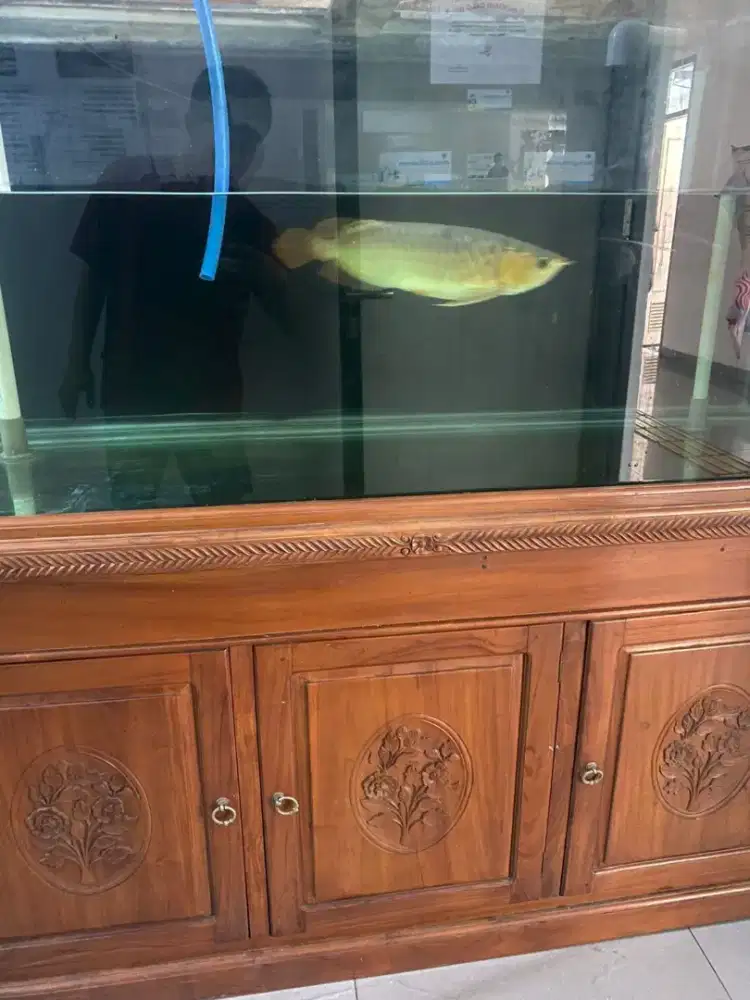 Aquarium 2mx50cm iman arowana Super red