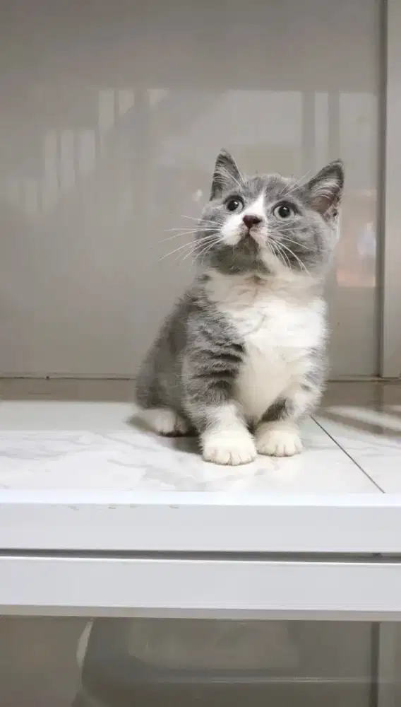 Bsh munchkin bicolor blue