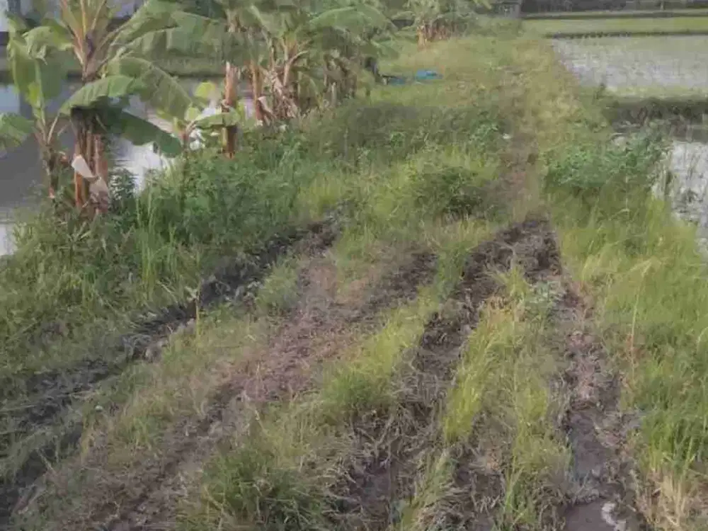 Di kontrakan tanah jalan Tukad Badung , Denpasar, Bali