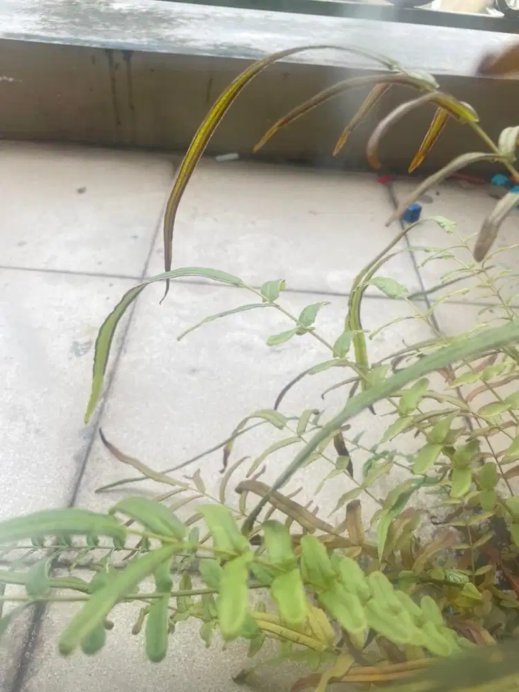 Dicari ART untuk beberes PP