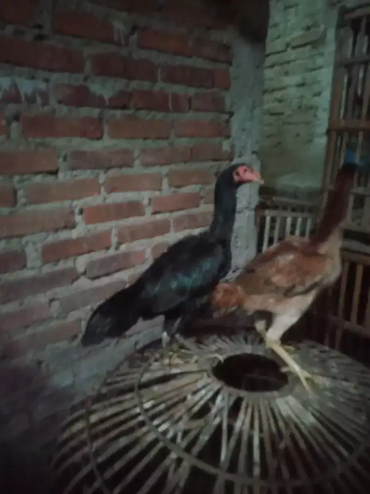 Betina pakhoy hitam Vidio ada pukul ko murah