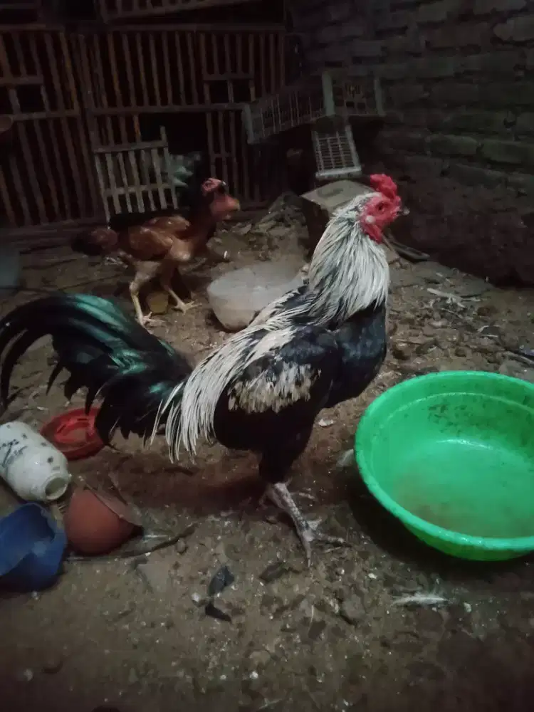 Ayam magon xkhoydrumb pukul ko Vidio ada murah
